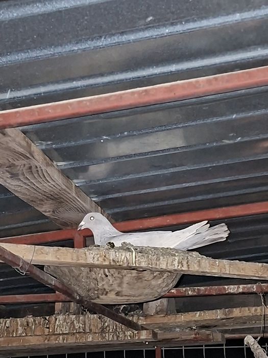 De vânzare porumbei voiajori