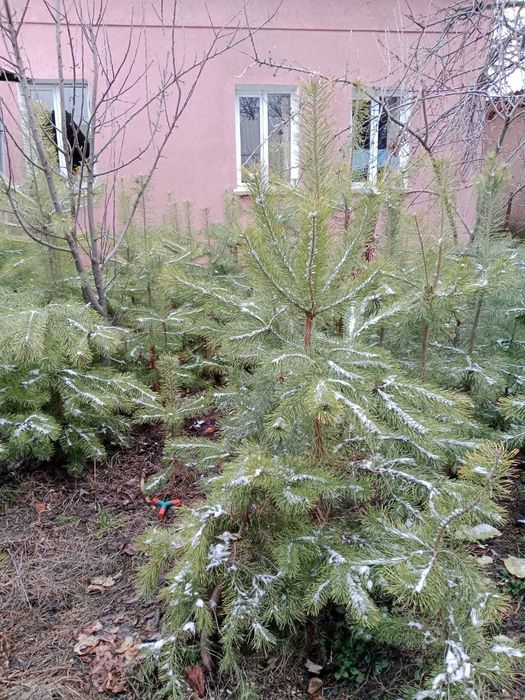 Саженцы сосна 2м  с комом