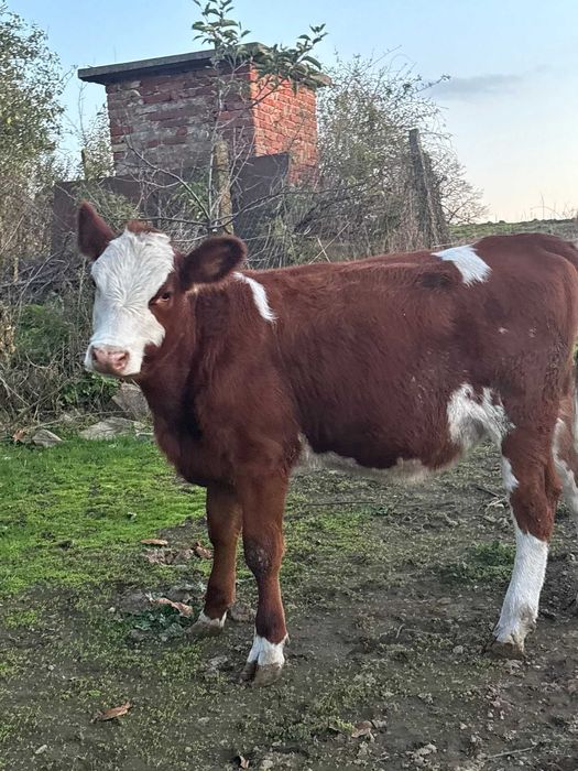 Женски месодайни телета