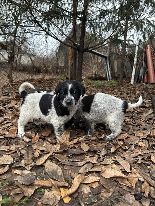 Отдам щенят в добрый руки