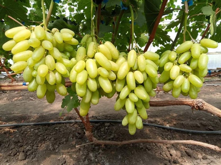 Vita de vie soiu Bela Ledy