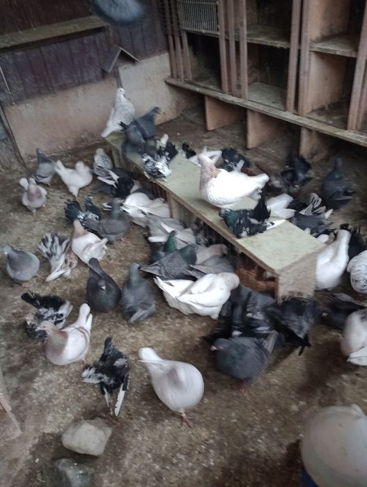 Porumbei de ornament