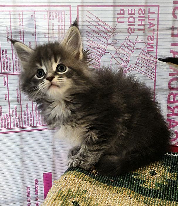 Maine coon fetita pedigree felisa