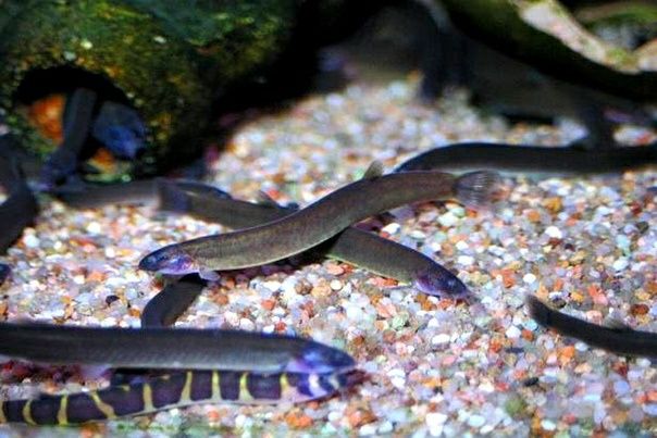 Продам - акантофтальмус кюля ( черный 7см).