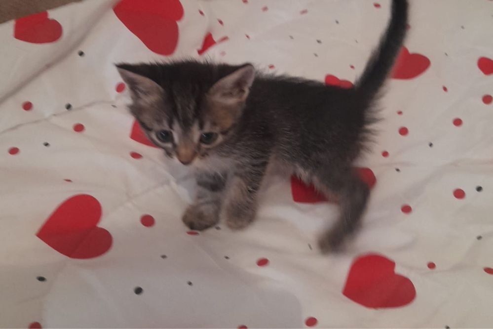 котятта ищут дом