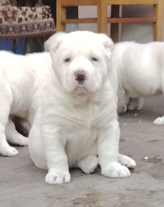 Продаются щенки алабая