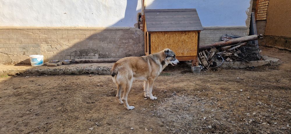 Продам Собаку месте с домиком