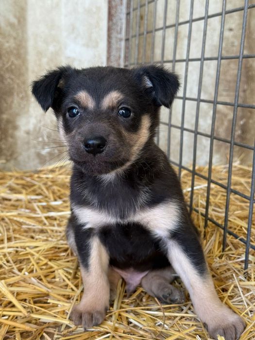 Щенки ждут любящих хозяев