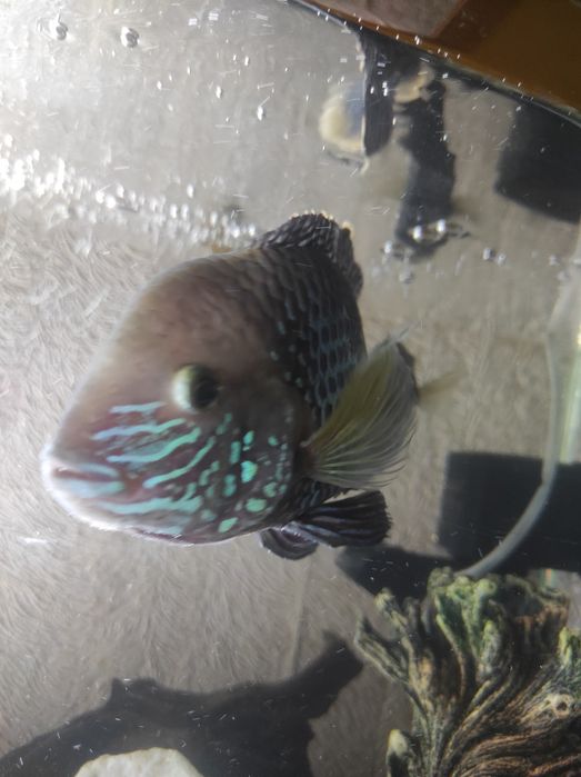 Продам аквариум 60 литров