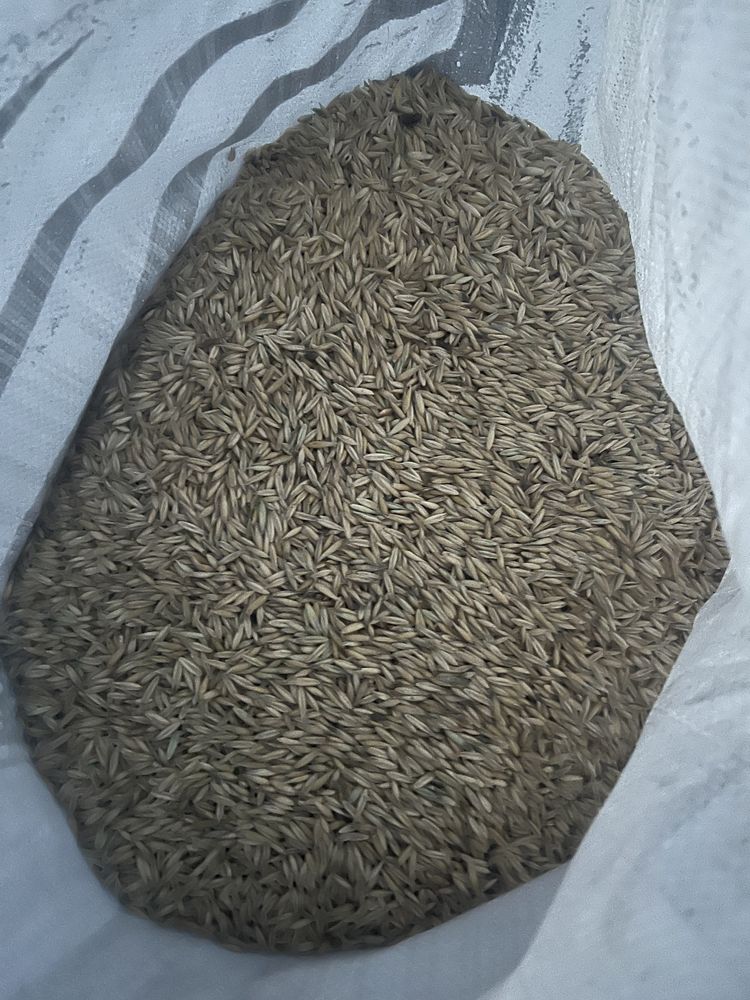 Продам Корм Бидай и Овес