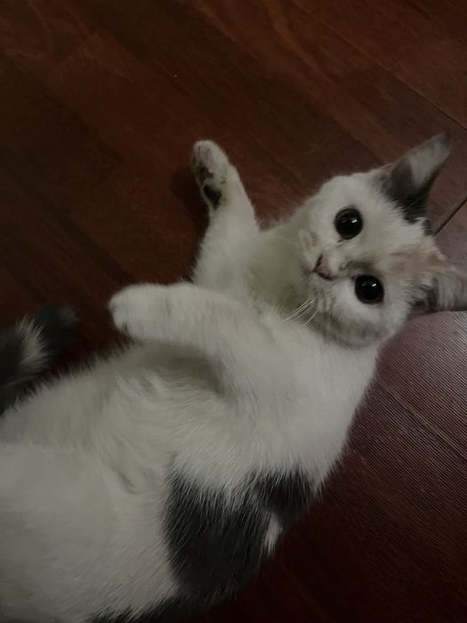 пародистая ласковая кошка