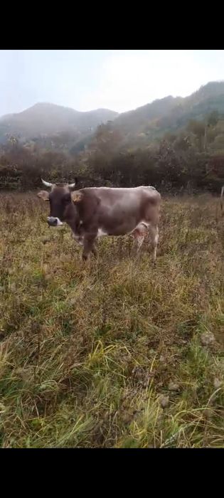 Animale tinere și bune