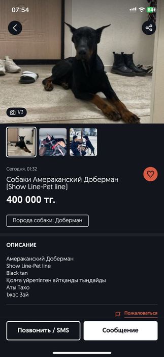 Собака доберман чистокровные