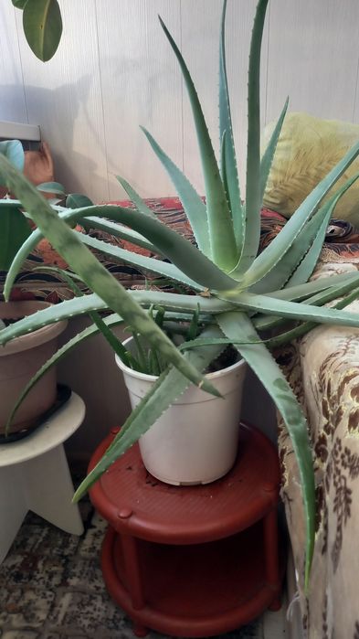 Продам Алоэ Вера