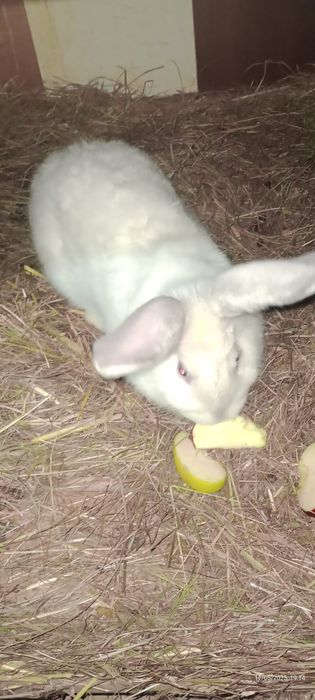 Iepurita tanara de vanzare