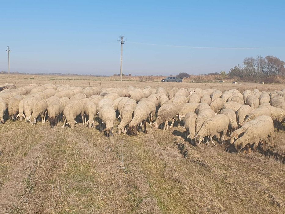 Vand 400 oi de carne, gestante,