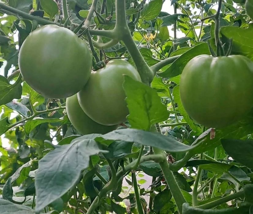 Зелени домати за туршия.