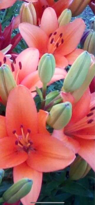 Bulbi de ftin 5 lei buc