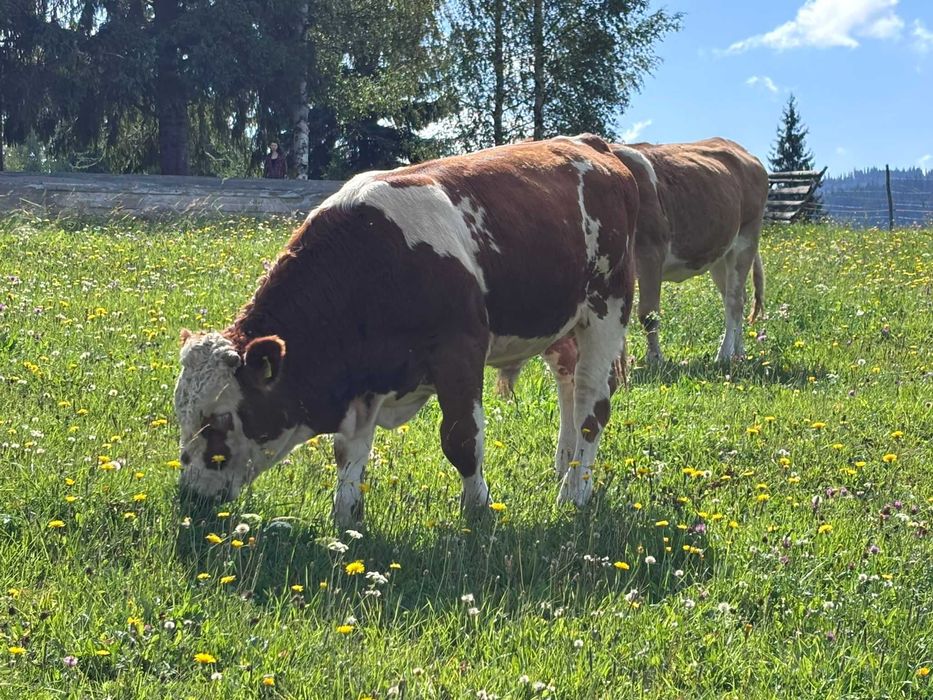 Tăuraș 11 luni, rasa Bălțată Românească (Simmental) - Carne/Montă