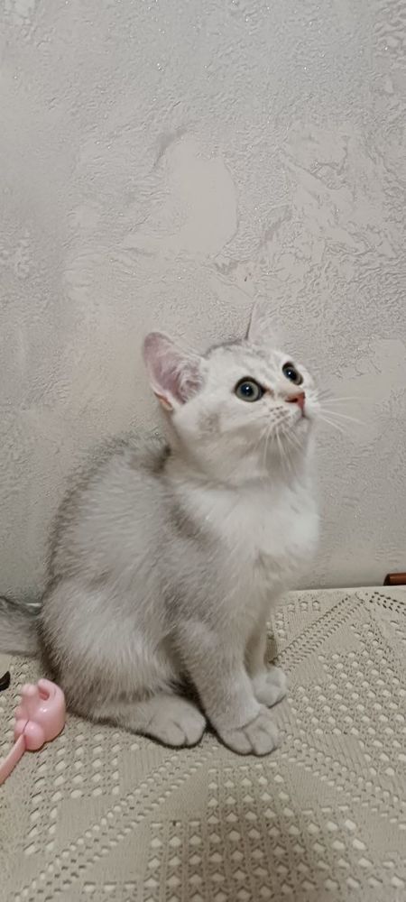 shinshilla mushuk bolalari