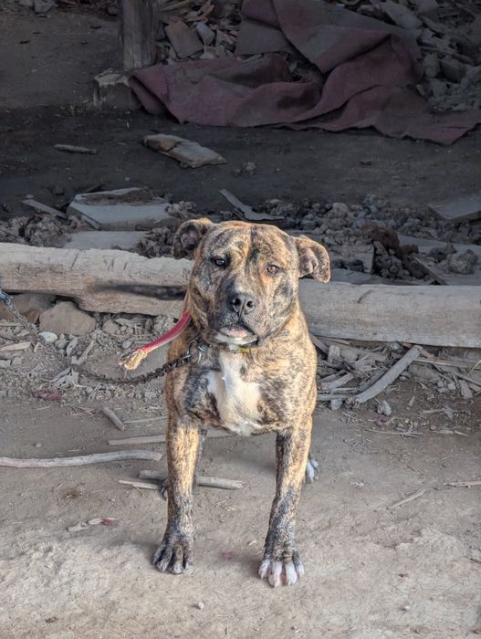 Питбул,месеца, ваксина, паспорт мъжки