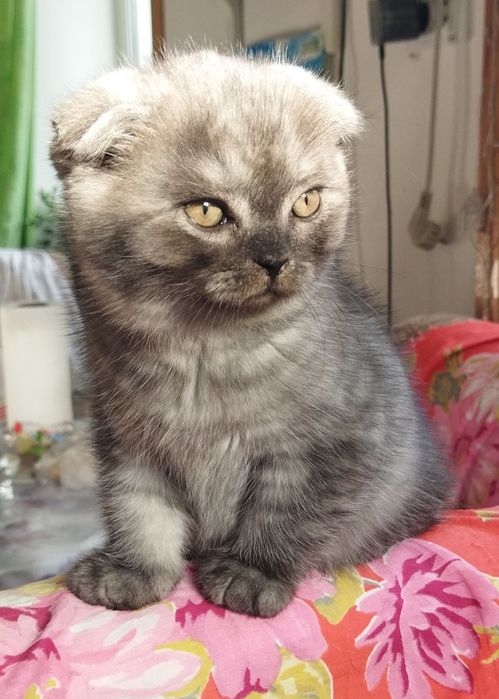 Шотландские котята