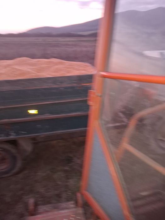 Porumb boabe de vanzare