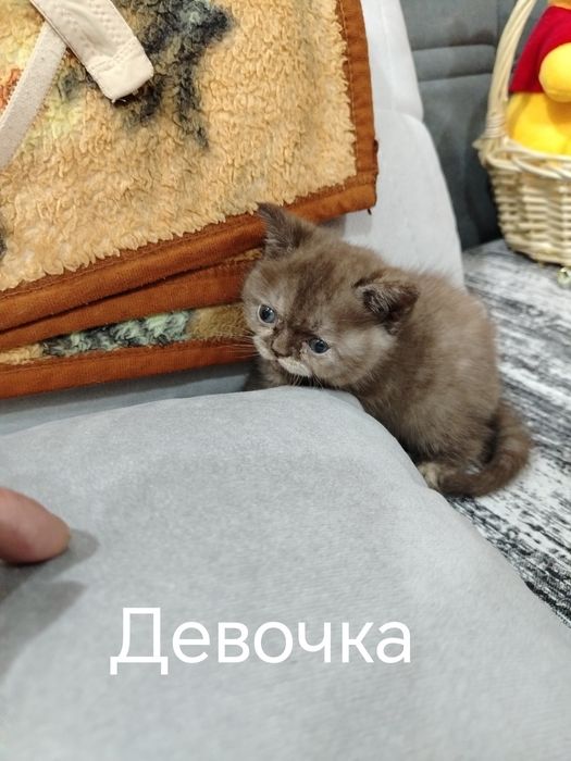 Котята скотиш фолд, скотиш страйт