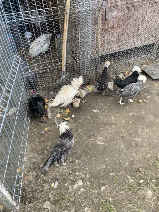 Vand gaini motate olandeze