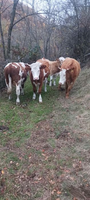 Vând juninci și 2 tăurași