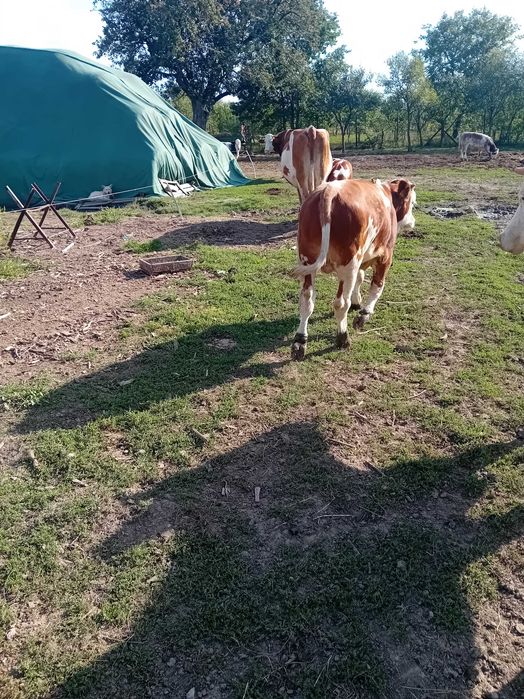 Vand tauras balgian si baltat. 25/kg