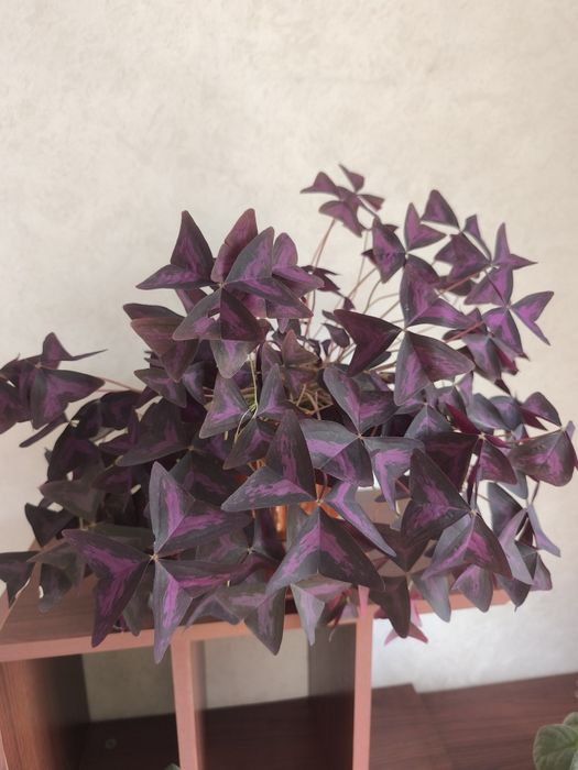 Цветок Кислица треугольная