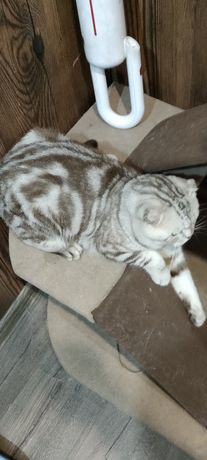 Вязка. Крупный шотладский вислоухий кот. Имеет родословную.