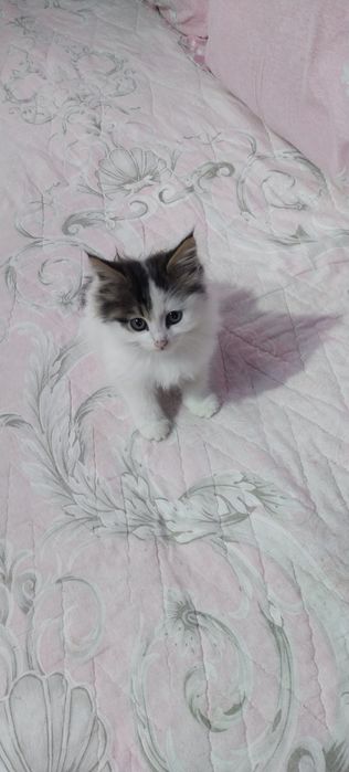 Отдам котенка в добрые руки.