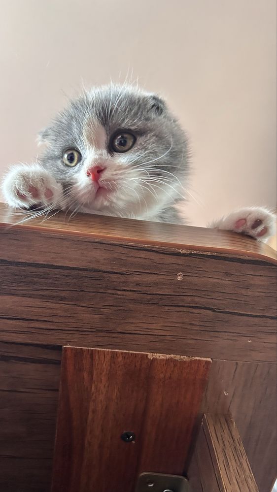 Шотландские котята