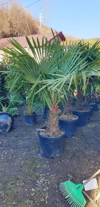 Palmierii rezistenți la îngheț