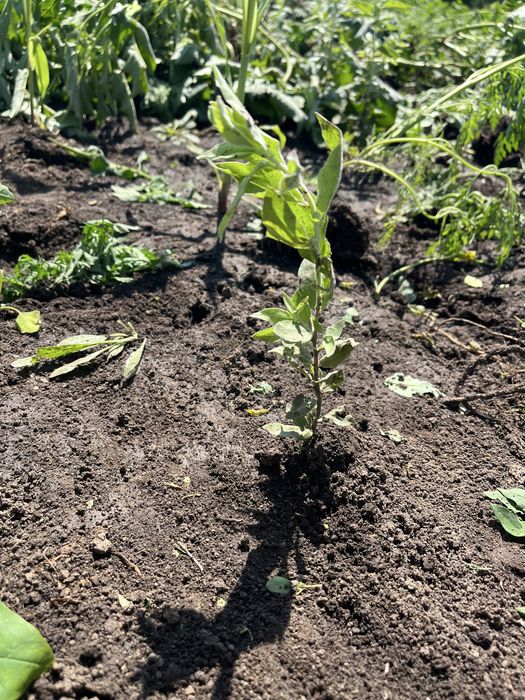 Vând puieți de ulm,salcâm,stejar,paulownia,tei,glădiță,mesteacăn,