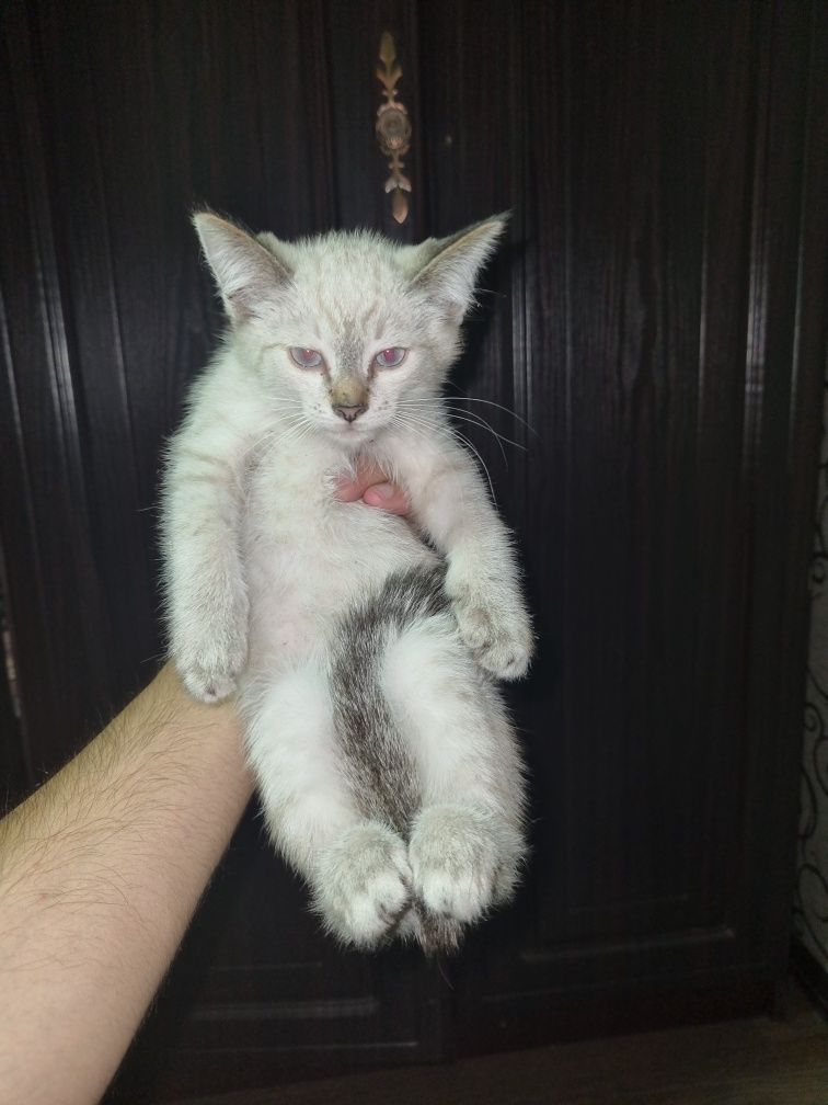 Котёнки кошки котята