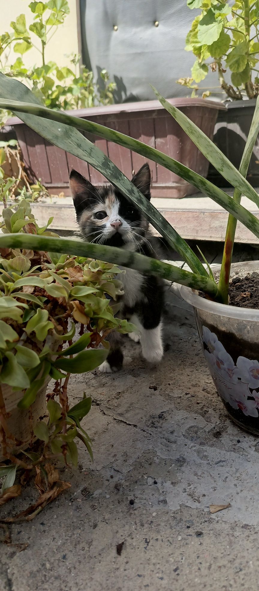 Подарю котёнка ,девочка