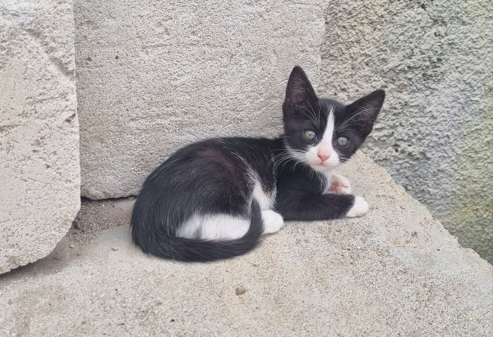 Подарявам котета