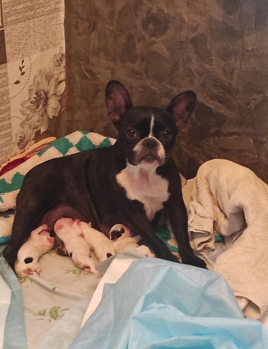 Продам щенят породы французский бульдог
