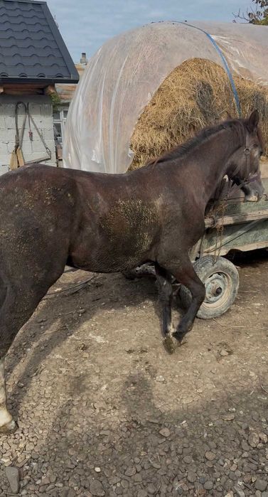 Vând noatin de 1 an și 3 luni din  cai mari  40 mil