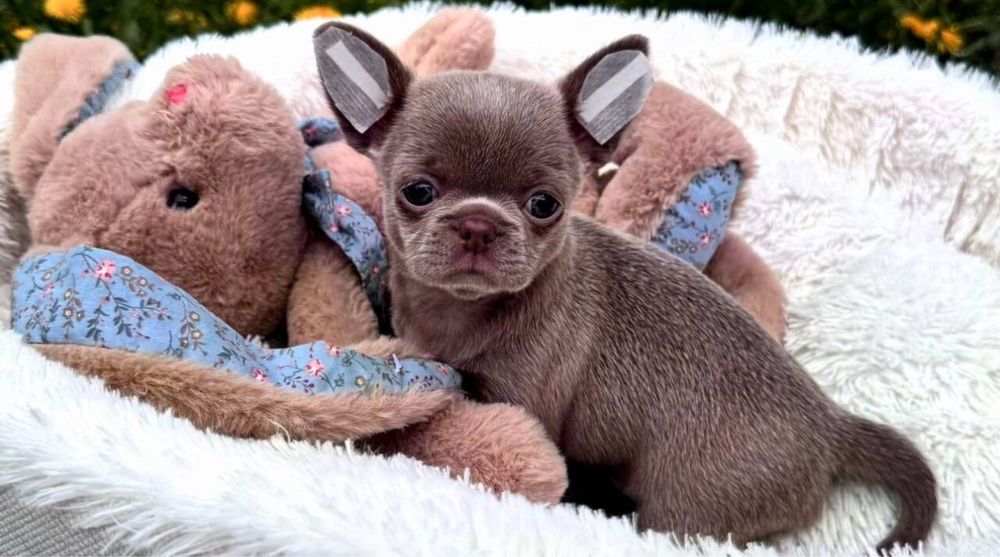 для вас Чихуахуа лучшие.