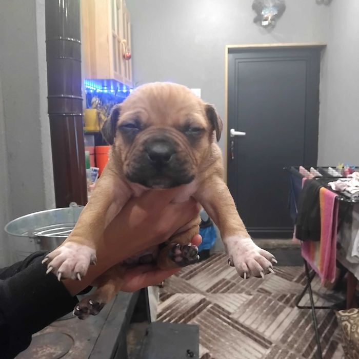 Prodavat se chisto kruvni pitbuli