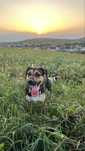 catel pentru adoptie