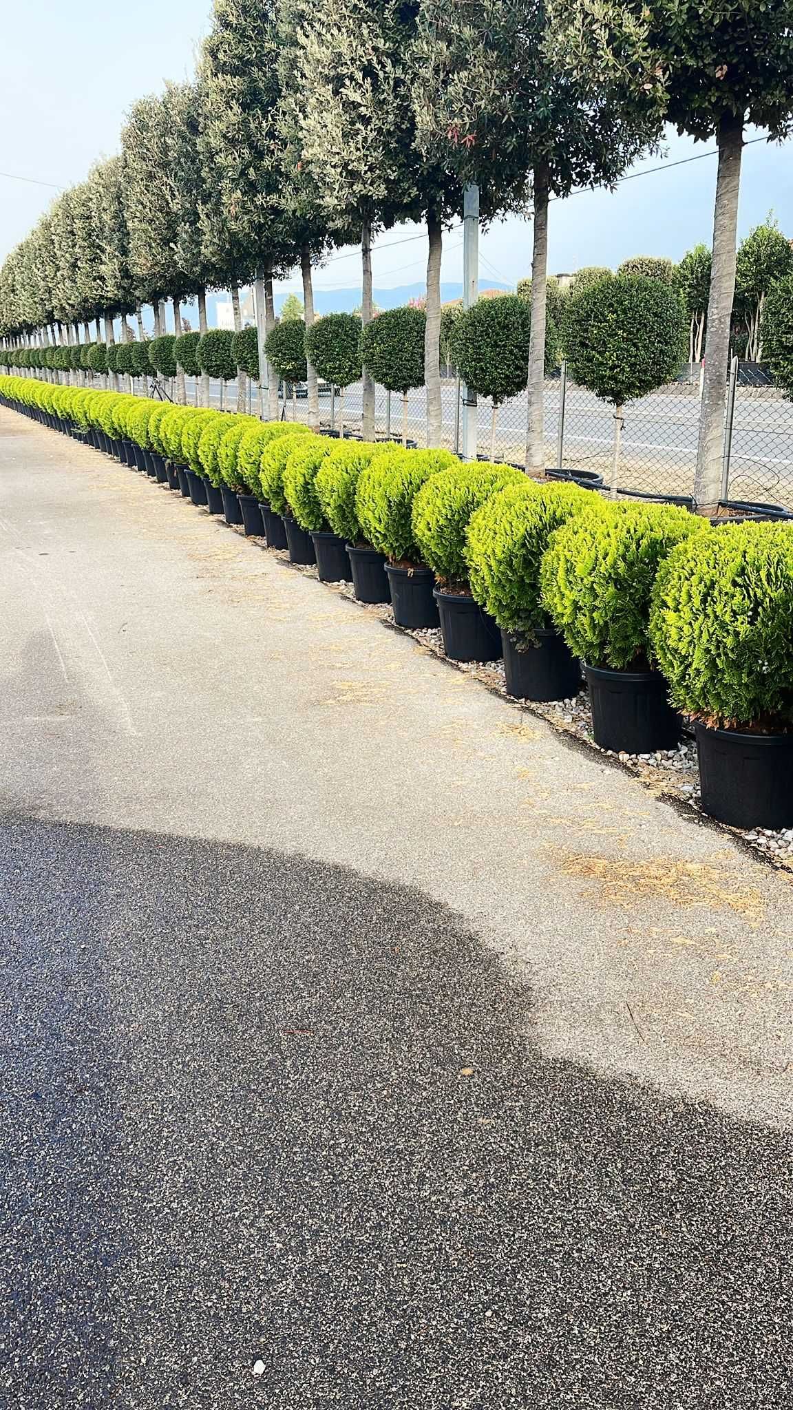 Buxus Yucca Plante Ornamentale