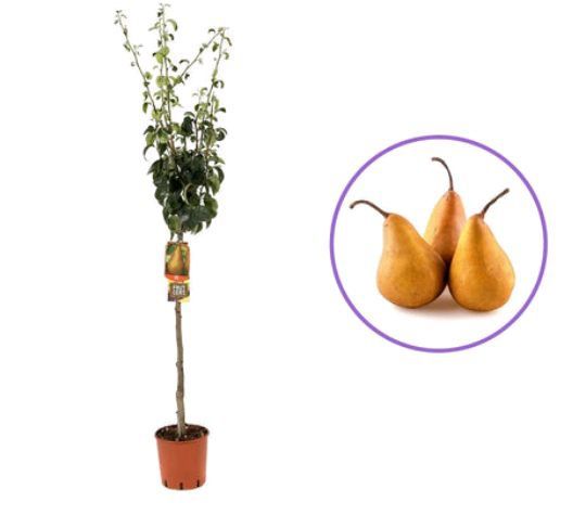 Pomi fructiferi La Ghiveci (Păr )