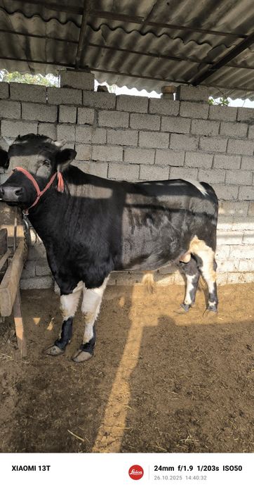 Бука сотилади Йоши 1.5