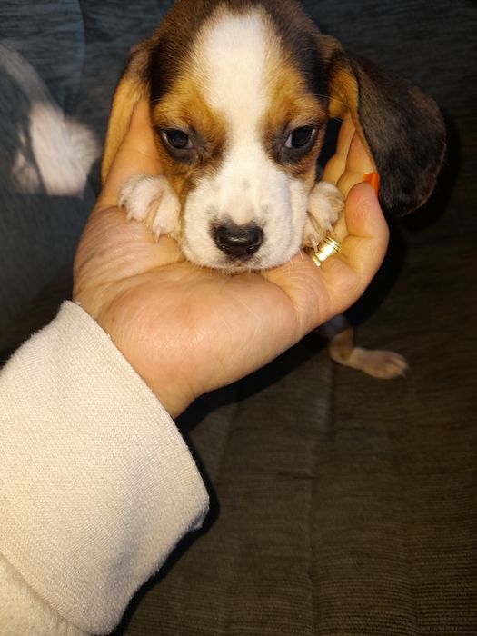 Oferta azi! Puiuti beagle tricolor și silver