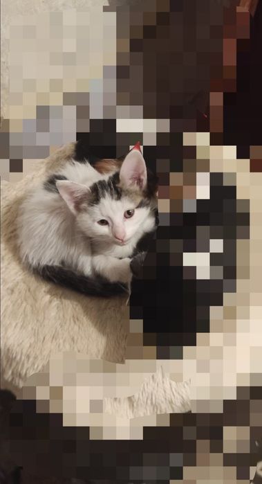 Бесплатно отдам котёнок  Mushu bolari tekinga berama